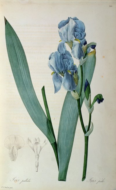 Iris Pallida, de 